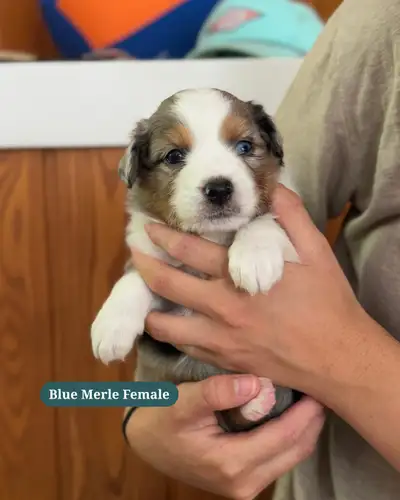 Mini Aussie Puppies, View more