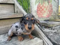 Gorgeous Purebred Miniature Daschunds Free Delivery 