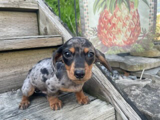 Gorgeous Purebred Miniature Daschunds Free Delivery  in Dogs & Puppies for Rehoming in Sudbury