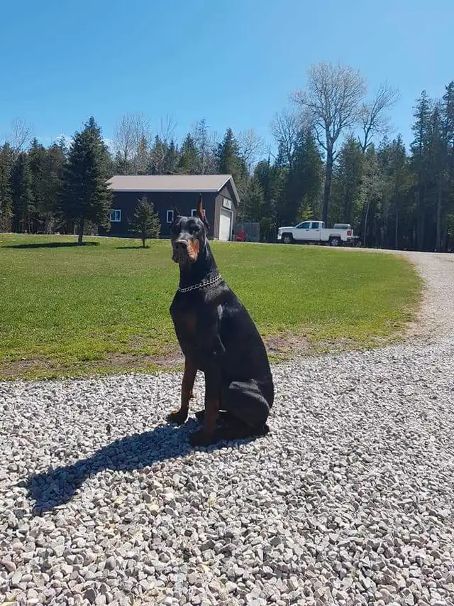European Dobermans in Dogs & Puppies for Rehoming in City of Toronto - Image 7