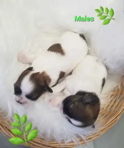 Shih tzu puppies, View more