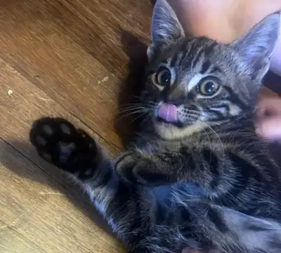Meet our playful Bengal kitten, ready to bring joy and energy into your home! This little one is ful...