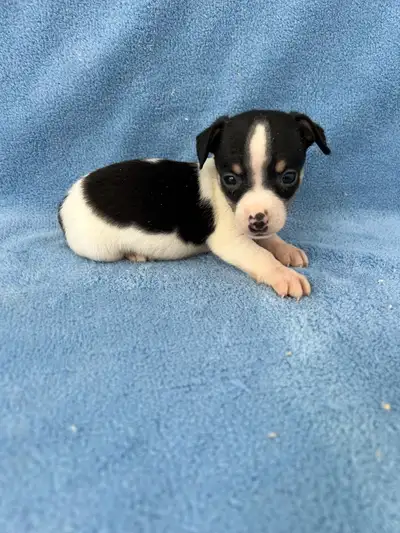 Chihuahua X Terrier, View more