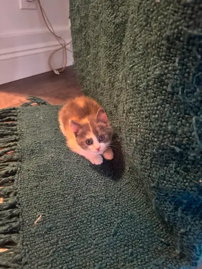 Kittens- $150, View more
