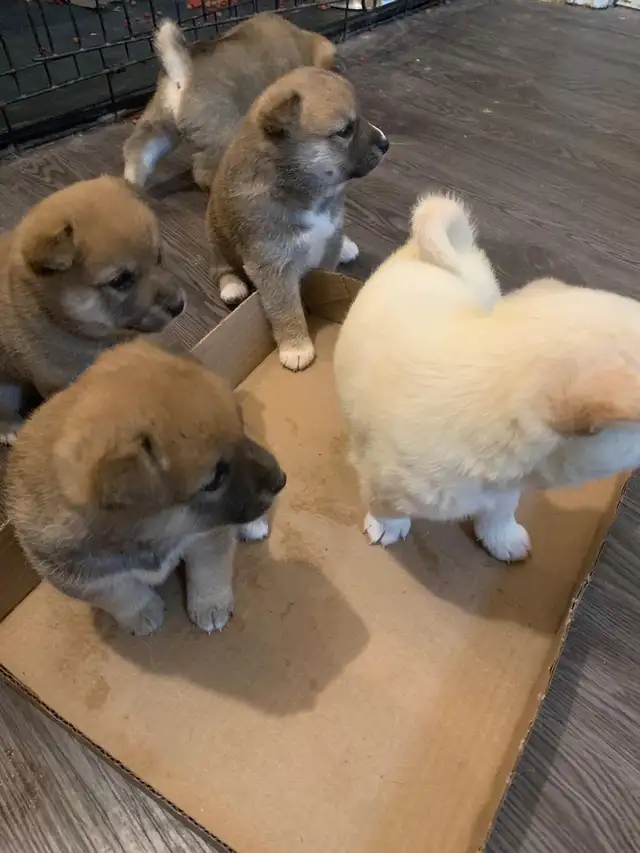 Purebred Shiba Inu  next litter arriving on or around July 15!!! in Dogs & Puppies for Rehoming in Oshawa / Durham Region - Image 4