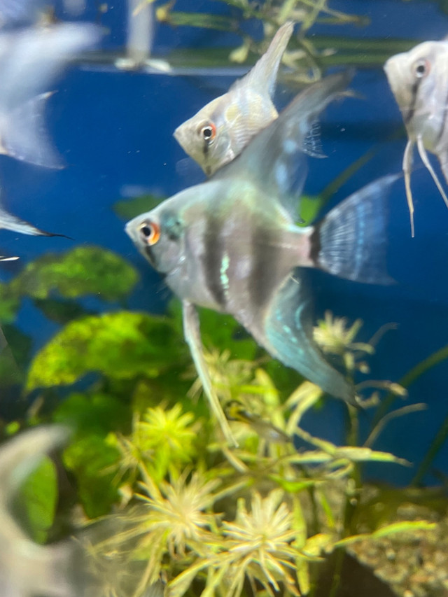 Cobalt Blue Zebra Angelfish  in Fish for Rehoming in Hamilton - Image 2