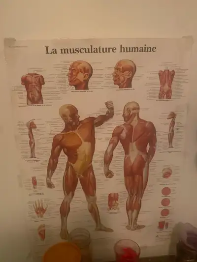 Bonjour je suis une femme Massaotherapeute Certifiée, Que ce soit raideur musculaire, symptôme d’art...