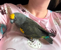 Beautiful Tame Young Female Meyers Parrot