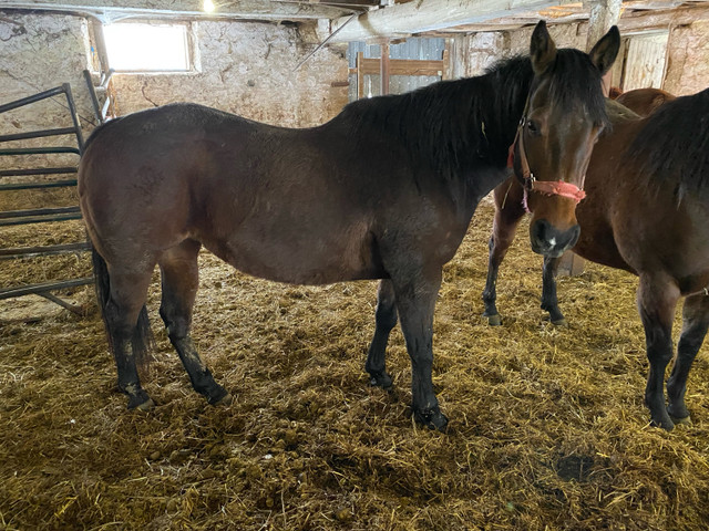 Racing / barrel racing brood mare in Horses & Ponies for Rehoming in Owen Sound - Image 4