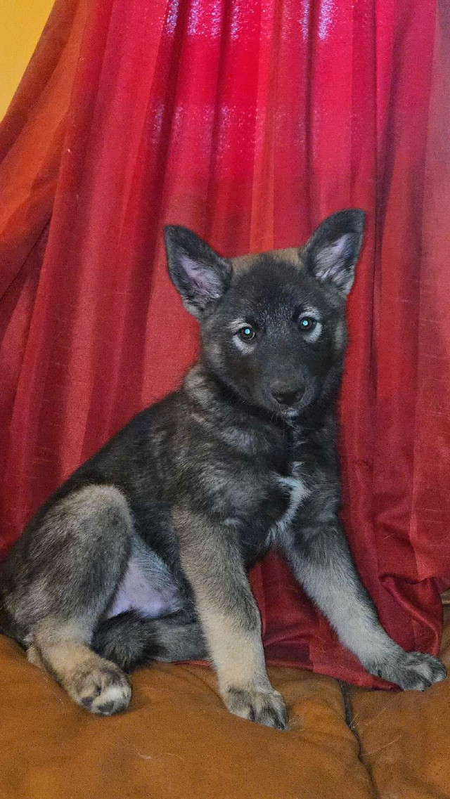 Only 1 left Gorgeous Norwegian Elkhound Puppy in Dogs & Puppies for Rehoming in North Bay