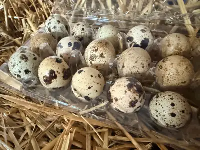 Coturnix Quail Hatching Eggs ALMONTE, View more