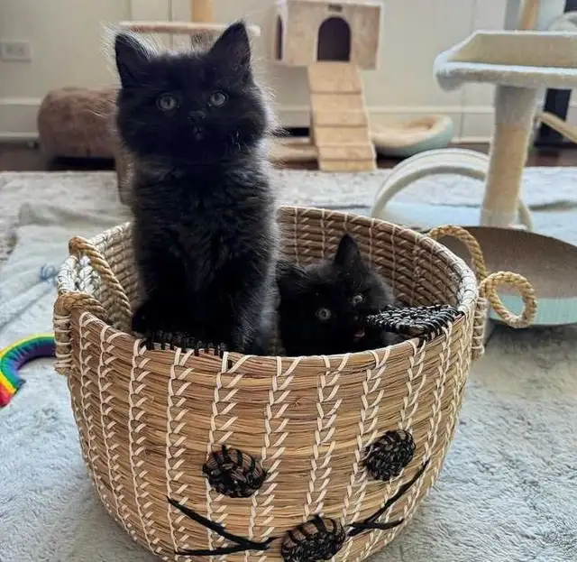 hypoallergenic Siberian kittens