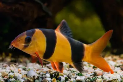 Clown Loach for Rehoming (group of 5), View more