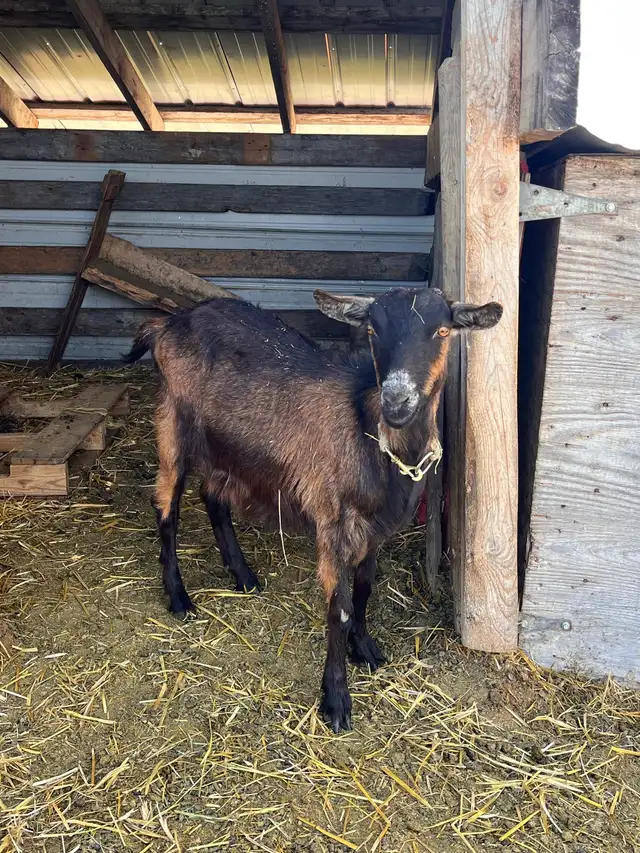 Alpine/Kiko Doe in Livestock in Vanderhoof - Image 2