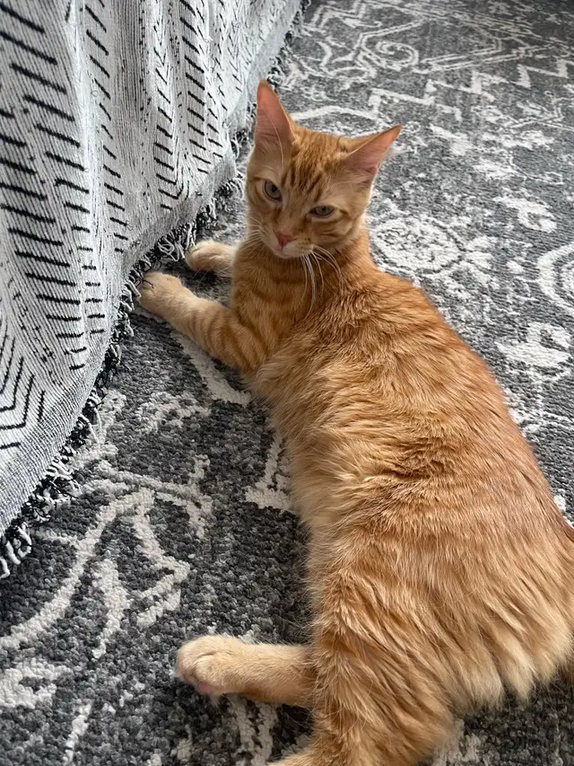 Looking for a new home for our cat, Simba!  in Cats & Kittens for Rehoming in Oakville / Halton Region - Image 6