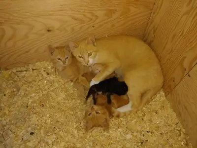 Momma cat and four offspring, View more