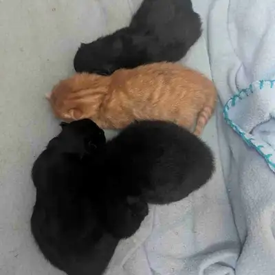 Main coon kittens, View more