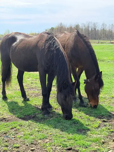 Nice companion Canadian Mare , View more
