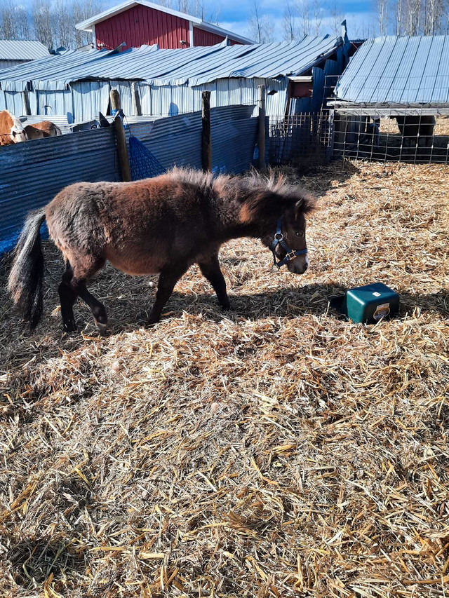 Mini pony  in Horses & Ponies for Rehoming in Edmonton - Image 4