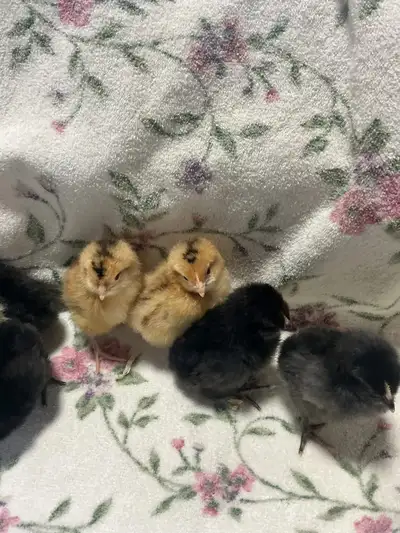 Day old Barnyard Mix, View more
