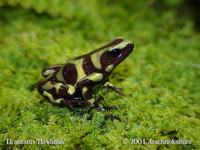 Green & Black Auratus Dart Frogs