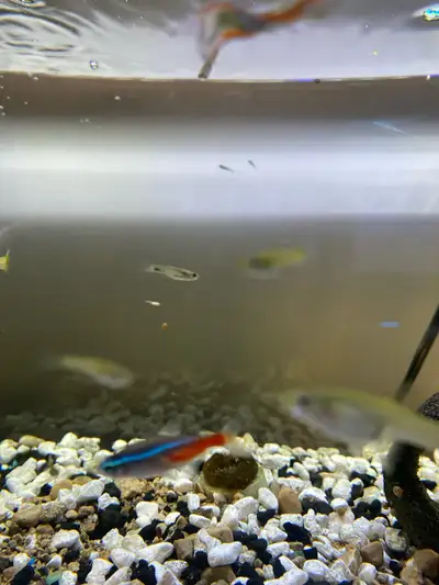 endler guppy frie moving need gone ASAP, View more