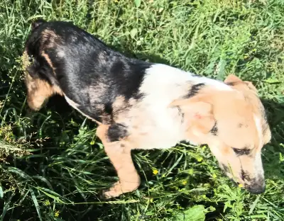 AUSTRALIAN X SHEPHERD PUPPIES. (Guardians/Protectors), View more