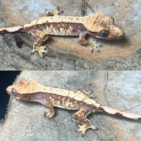 Juvenile Crested Gecko 