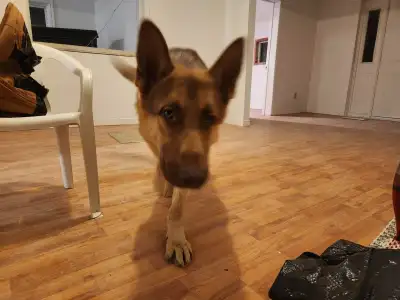 Male German Shepherd, View more