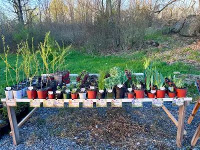 Plant Sale, View more