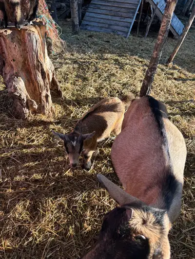 Nigerian dwarf two boys, View more