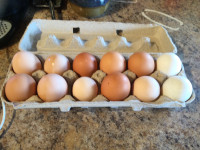 Chicken and duck eggs 
