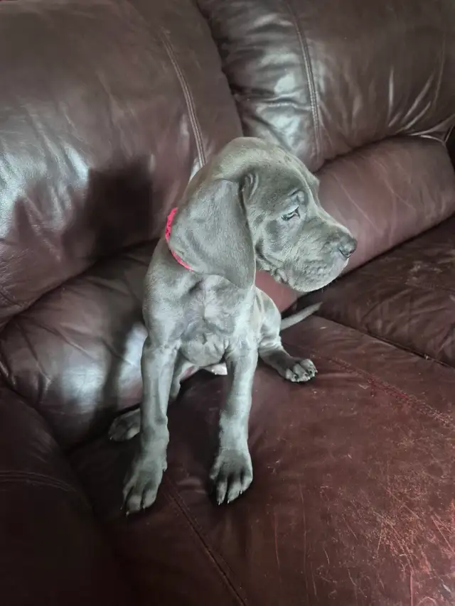 Great Dane Puppies in Dogs & Puppies for Rehoming in Sudbury - Image 26