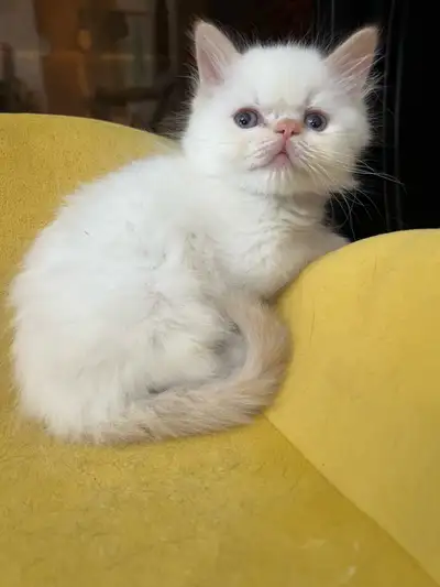 dollface persian kitten, View more
