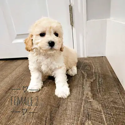 Bichonpoo Puppies- Bichon x Mini poodle, View more