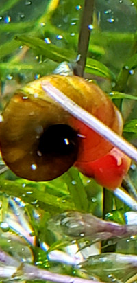 Aquarium Snails