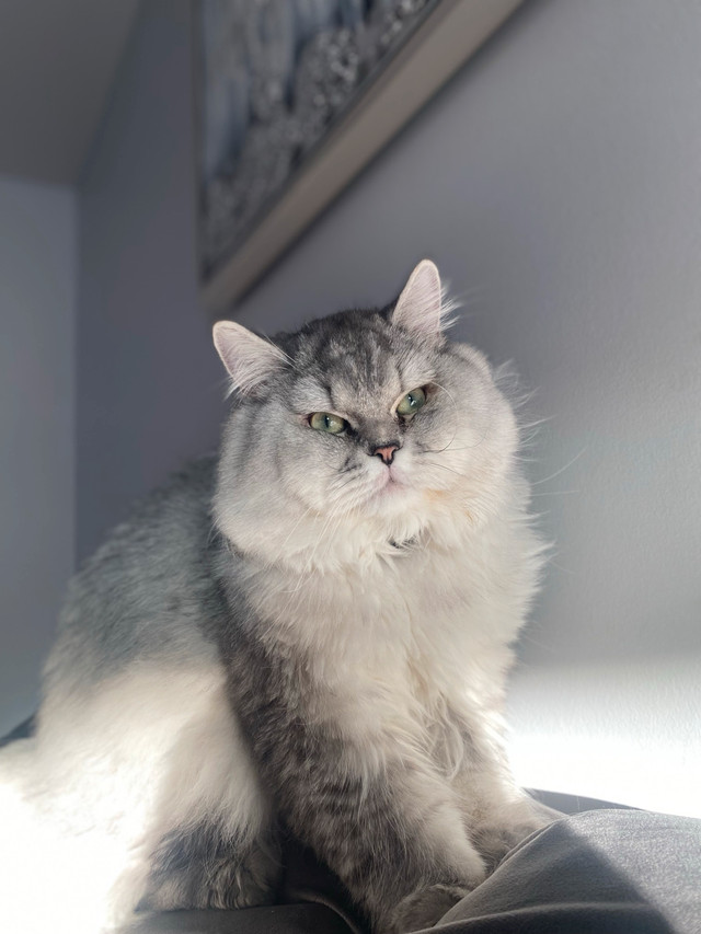 BRITISH LONG HAIR MALE in Cats & Kittens for Rehoming in Mississauga / Peel Region
