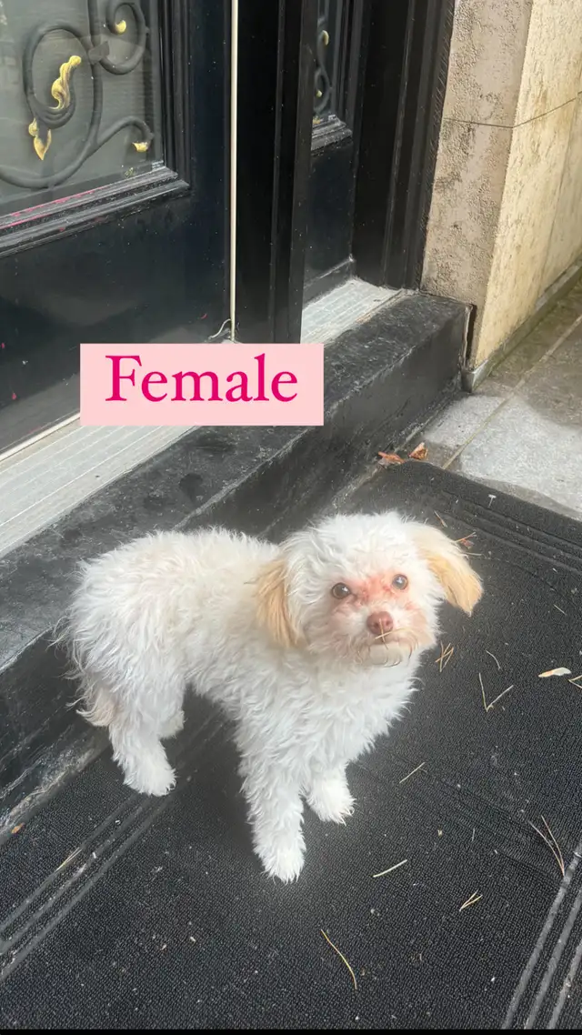 Toy Poodle  in Dogs & Puppies for Rehoming in Markham / York Region - Image 11