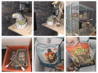 Sweet Meyers Parrot Seeking Loving Home