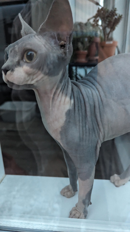 Sphynx 7 mois opérée - Femelle dans Chats et chatons à adopter  à Laval/Rive Nord - Image 4