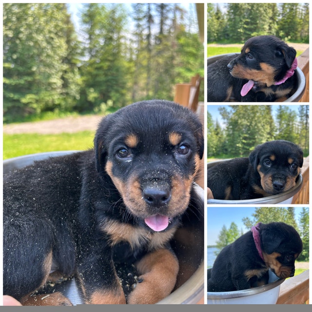 German Rottweiler Dogs & Puppies for Rehoming Timmins Kijiji