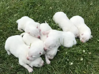 Samoyed Puppies, View more