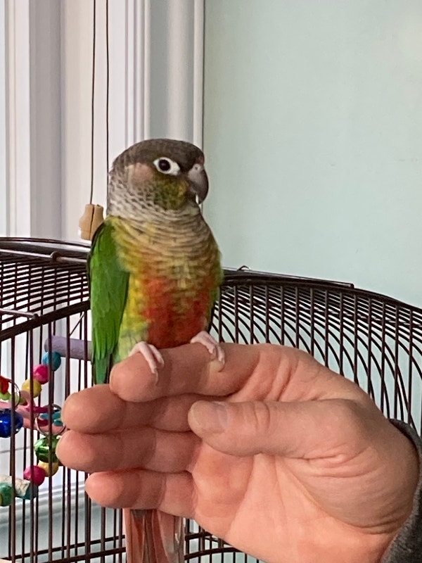 Pet Boarding Birds, birds and exotic pets Birds for Rehoming