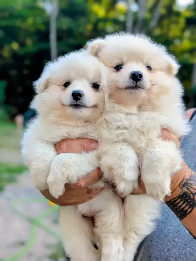 miniature American Eskimo puppies! , View more