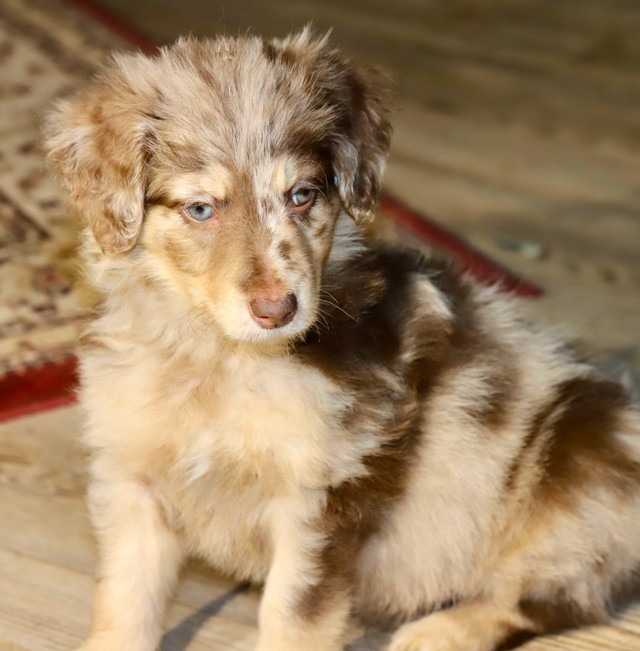 6 TRÈS  RARES BORDOODLES, DOODLES,   CHIOTS,PUPPY dans Chiens et chiots à adopter  à Laurentides - Image 2