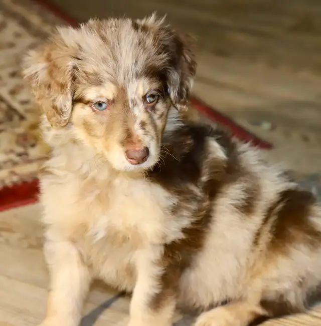 6 TRÈS  RARES BORDOODLES, DOODLES,   CHIOTS,PUPPY in Dogs & Puppies for Rehoming in Laurentides - Image 8