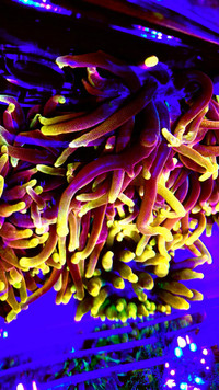 Rare Anemone Corals