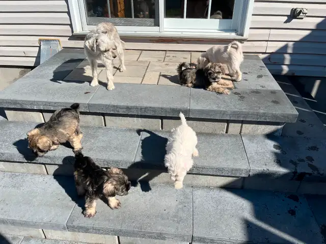 1 male - Miniature Schnauzer puppy in Dogs & Puppies for Rehoming in Ottawa - Image 8