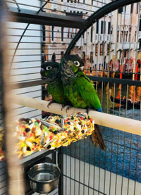  Pair of Green Cheek Conures Looking for a Loving Home!