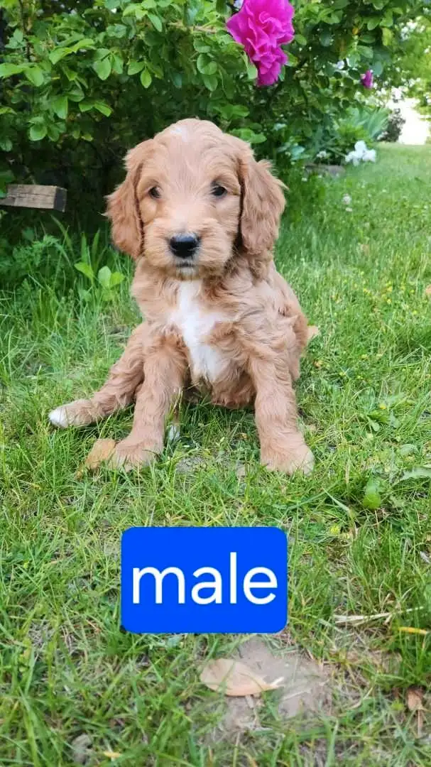 mini golden doodles in Dogs & Puppies for Rehoming in Stratford - Image 3
